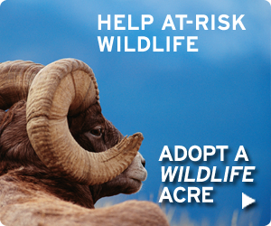 Adopt a Wildlife Acre today!